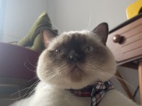 British shorthair blue point erkek kedimiz