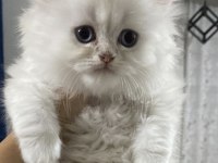 Safkan Anne Ve Babadan British Longhair