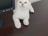 BRİTİSH PAŞAM DEĞERİNİN ALTINDA VERİLECEK