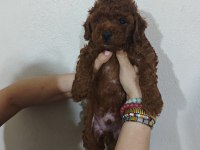 Kendi Kızımın Poodle Yavruları