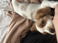 2.5 aylık cavalier king charles uyguna verilecektir