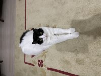 Ankara Kedisi Kırması