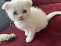 Safkan bebeklerim british shorthair