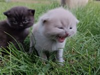 Dünyalar tatlısı ömürlük scottish fold dostlar