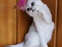 Scottish Straight Shorthair Ns11 Dişi