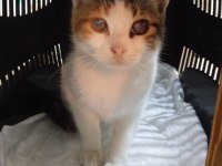Kedimiz Yuki İçin Yuva