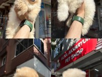 Dünyalar Tatlısı Japon Pomeranian Yavrularımız