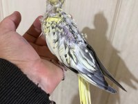 39 günlük sultan papağanı bebek