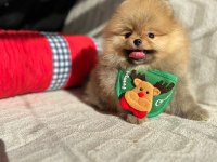 ORİJİNAL POMERANİAN BOO SHOW KALİTE YAVRULAR