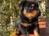 A şecere rottweiler yavruları