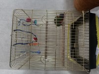 OYUNCU LORİ PAPAĞANI 8 AYLIK