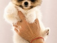 Yüksek kalite Pomeranian boo