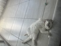 5 Aylık Dişi British Shorthair