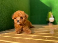Toy Poodle Köpekleri