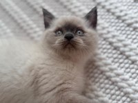 2 aylık safkan blue point british shorthair