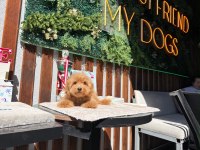 5 aylık erkek poodle bebeklerimiz yeni yuvasını arıyor
