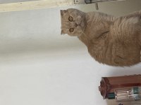 Ballı kedimiz ücretsiz sahiplendirilecektir