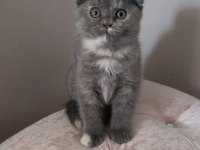 FAVORİ DUMAN RENGİ SCOTTİSH KEDİMİZ İLANDA