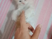 Chinchilla 2 aylık sahiplendirme