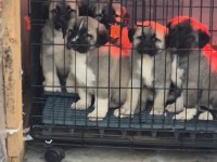 Orjinal safkan kangal yavrular