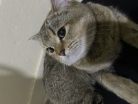 8 aylık British Shorthair kedim