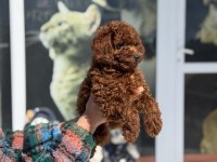 Petmode köpek çiftliğinde ziyarete açık toy poodle