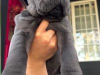 Son derece sağlıklı ve kaliteli cane Corso bebekler