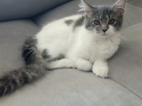 Nazik maine coon devler yuvasını arıyor