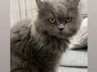 British longhair kızıma güzel yuva arıyoruz