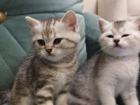 British Shorthair Silver Point Yavrular İki Aylık
