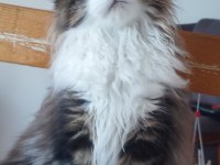 Şeceresi Şampiyonlar İle Dolu Polidaktil Dev Maine Coon