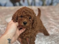 Yeni Evine Gitmeyi Bekleyen Toy Poodle Bebekler