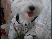Maltese Sahiplendirilecek