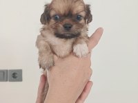 Dişi erkek pekinez köpekler