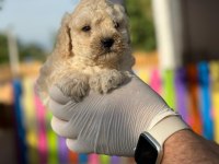 Maltipoo Kapıda Ödeme ve Kredi Kartı İmkânı Mevcuttur