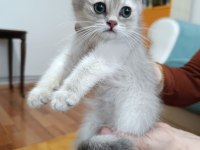 Golden british shorthair ay25