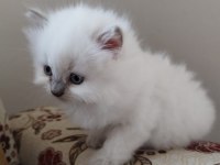 Mavi gözler british shorthair