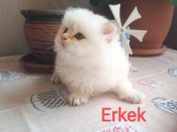British Longhair erkek