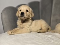 Orjinal golden retriever