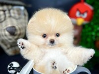 Yavru Patiler Farkı ile Teddy Bear Yavrularımız
