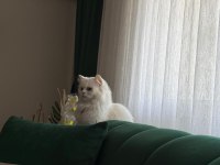 VAN KEDİSİ DİŞİ