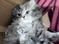 Scottish fold yavrular