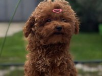 ORJİNAL IRK GARANTİLİ TOY POODLE 