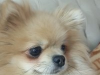 Pomeranian boo Thecup