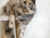 Dişi Maine Coon