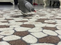 MÜKEMMEL BAKIMLI ERKEK JAKO ÜST DÜZEYDE KONUŞUR