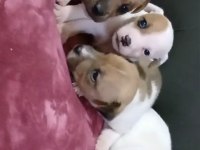 Jack Russell kardeşler kısa bacak safkan