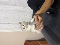 British Shorthair Bebekler