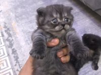 TATLI EĞİTİMLİ YAVRU CİNS KEDİLER