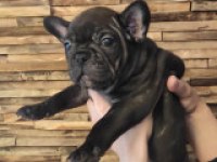 Sağlık ve Irk Garantili French Bulldog Yavrularımız